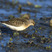 Curlew Sandpiper